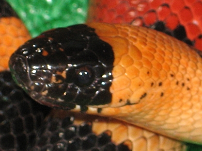 FALSA SERPIENTE falsa serpiente: